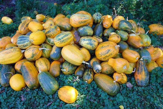 Seed melon cultivation techniques