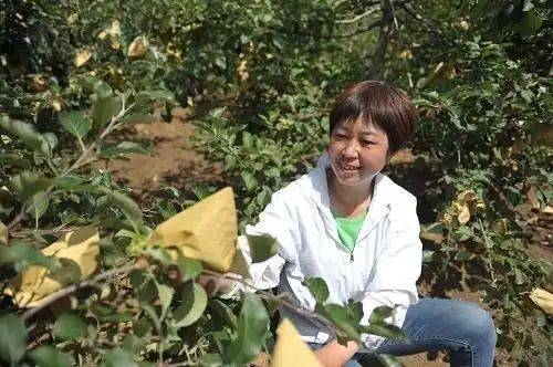 在农村种植什么果树好