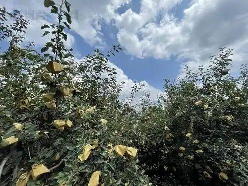 在农村种植什么果树好