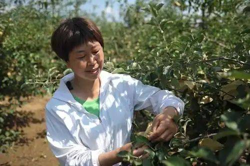 在农村种植什么果树好