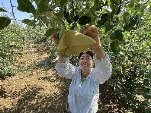 在农村种植什么果树好