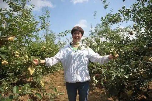 在农村种植什么果树好