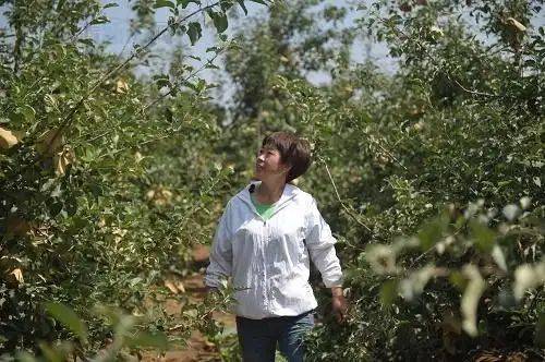 在农村种植什么果树好