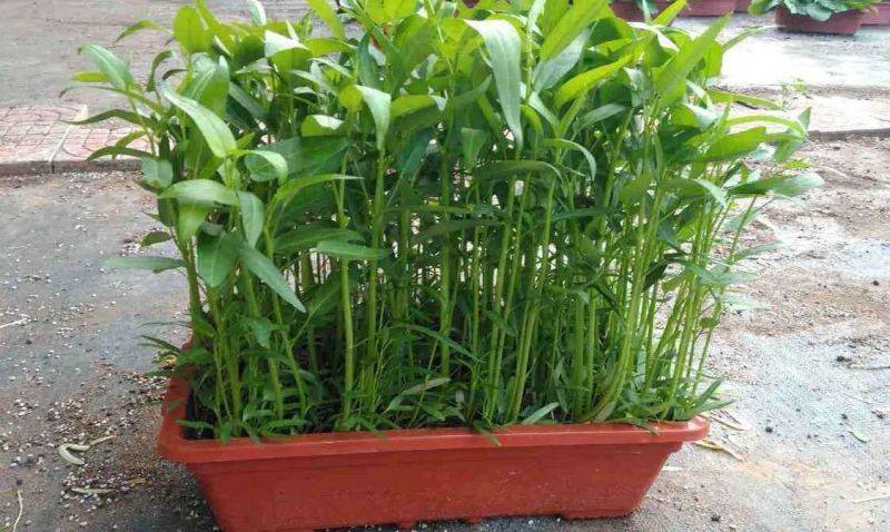 Vacant vegetable cultivation methods (charts)