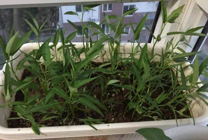 Vacant vegetable cultivation methods (charts)