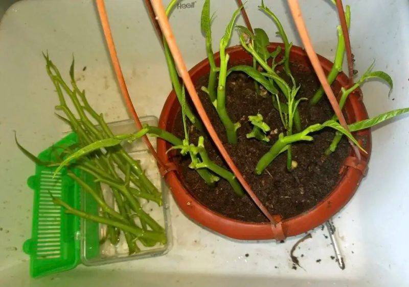 Vacant vegetable cultivation methods (charts)