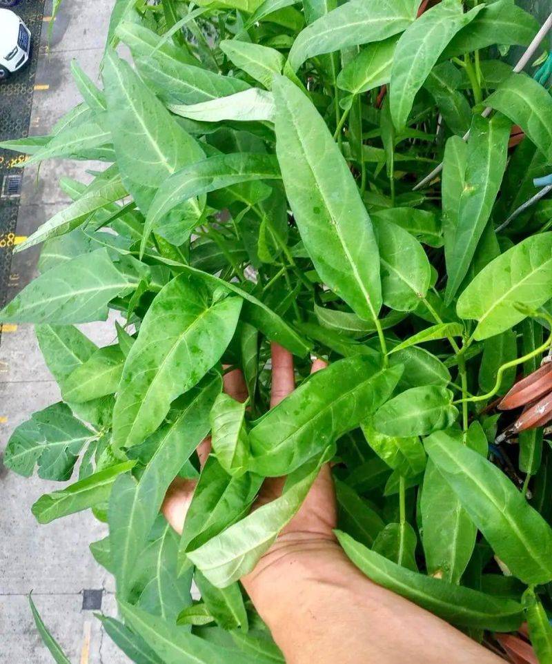 Vacant vegetable cultivation methods (charts)