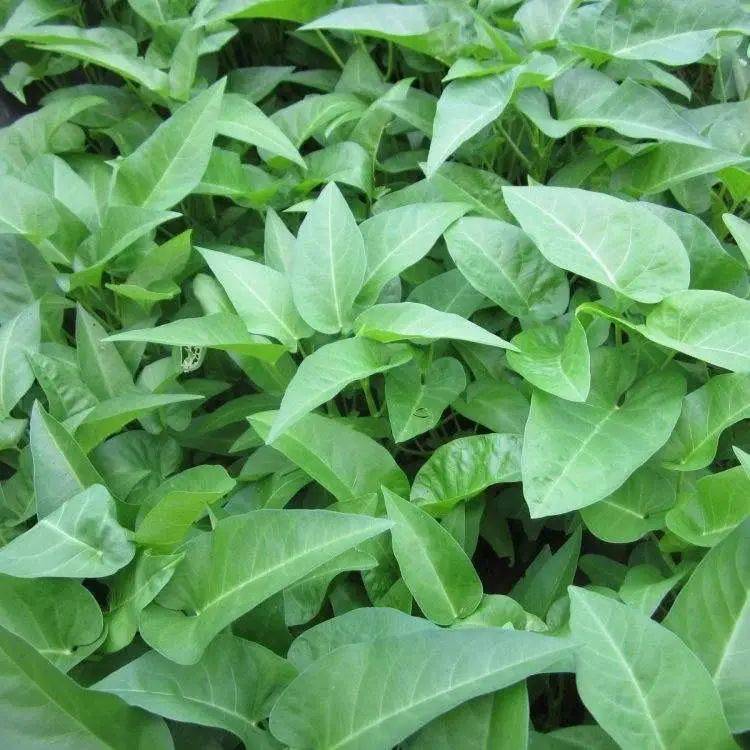 Vacant vegetable cultivation methods (charts)