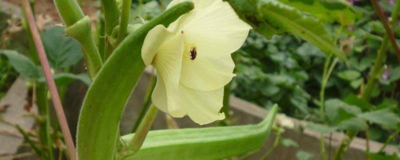 Autumn plant planting methods