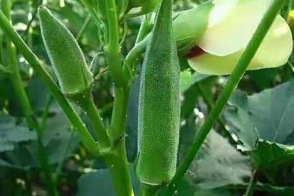Autumn plant planting methods