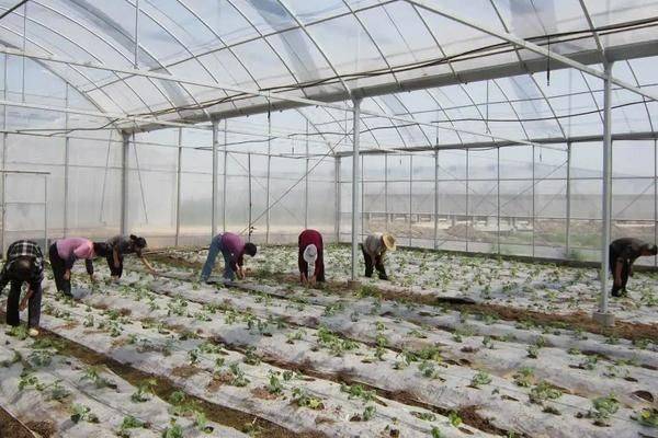 Autumn plant planting methods