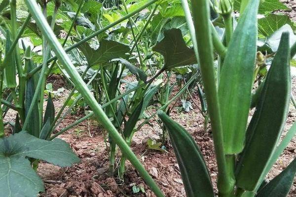 Autumn plant planting methods