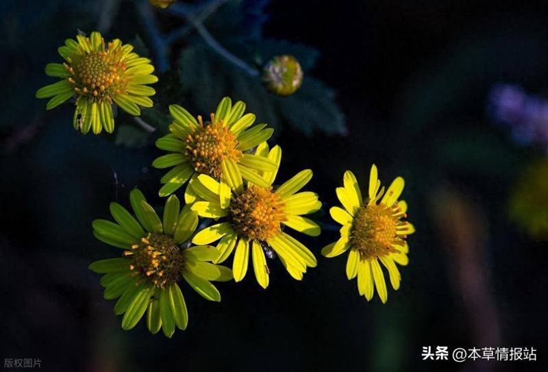 名贵中药材种植技术