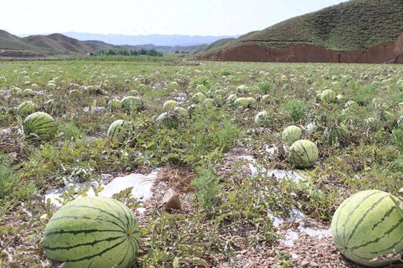 Seed melon cultivation techniques