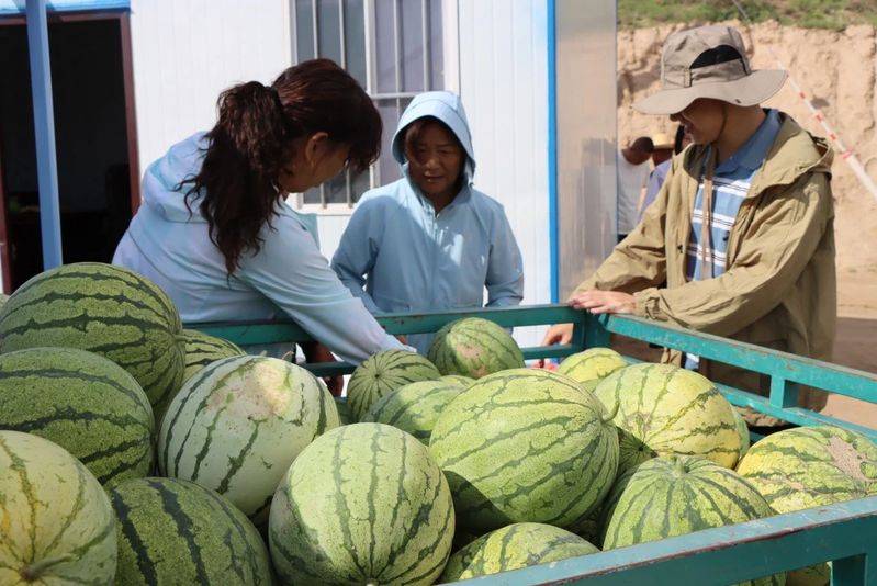 Seed melon cultivation techniques