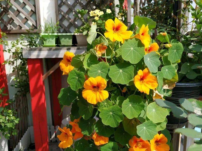 Technology for the cultivation of flowers