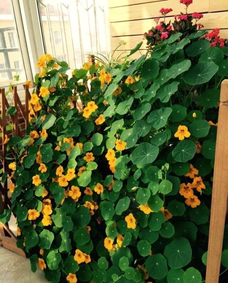 Technology for the cultivation of flowers