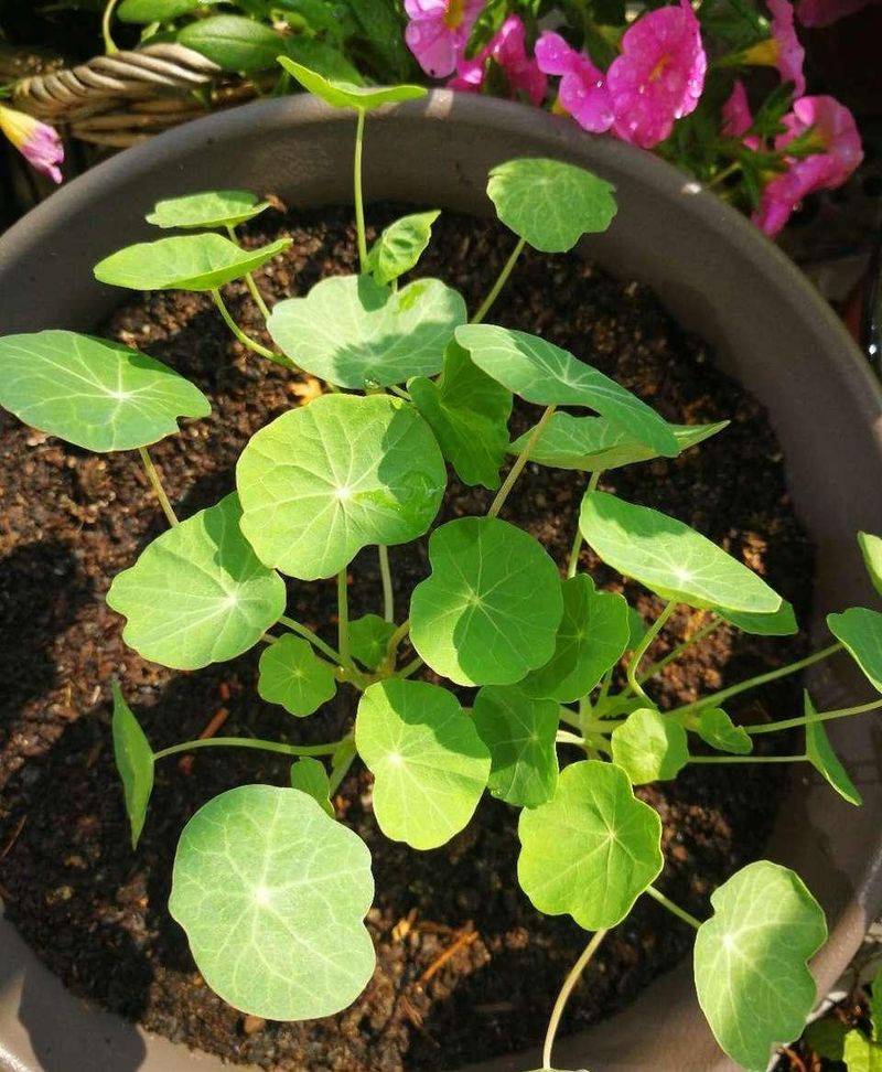 Technology for the cultivation of flowers
