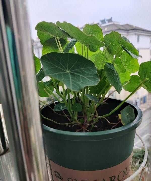 Technology for the cultivation of flowers