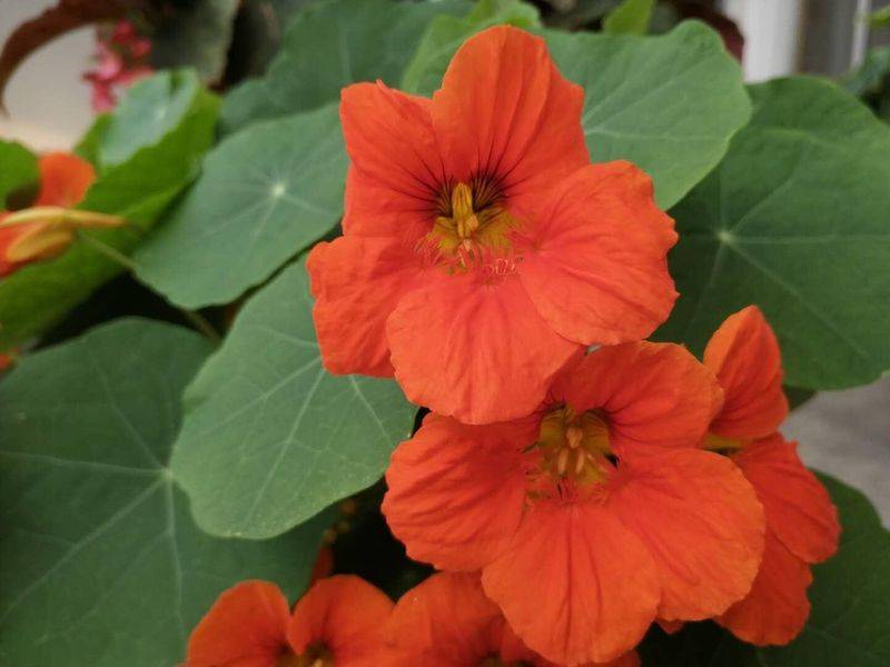 Technology for the cultivation of flowers