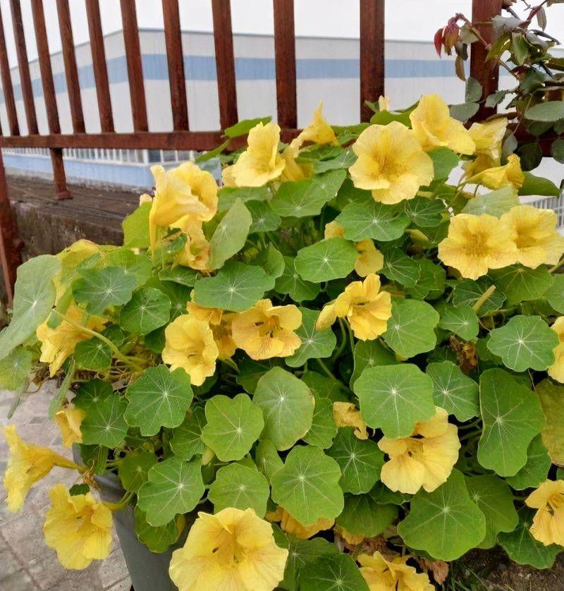 Technology for the cultivation of flowers