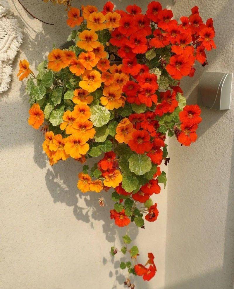 Technology for the cultivation of flowers