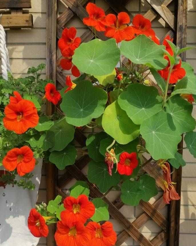 Technology for the cultivation of flowers