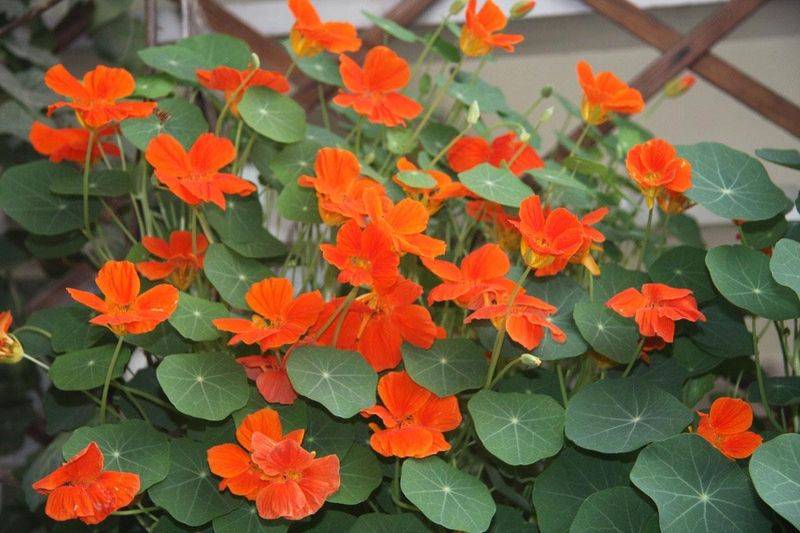Technology for the cultivation of flowers