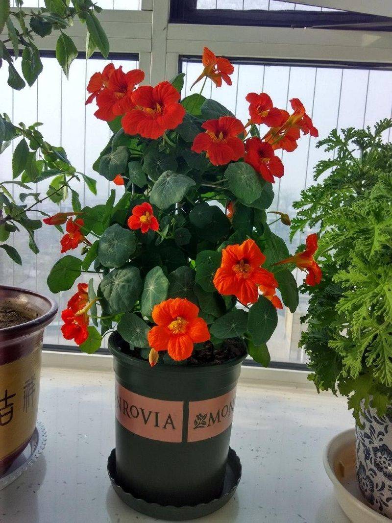 Technology for the cultivation of flowers