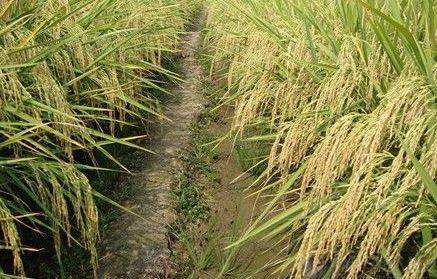 Technology for the cultivation of desert rice