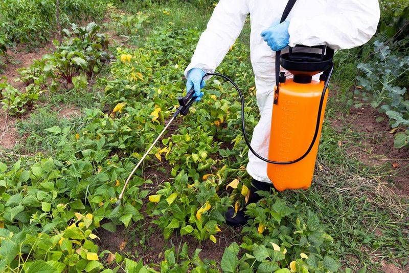Precious medicine cultivation techniques