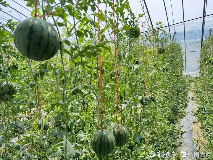 Technology for the cultivation of selenite fruit