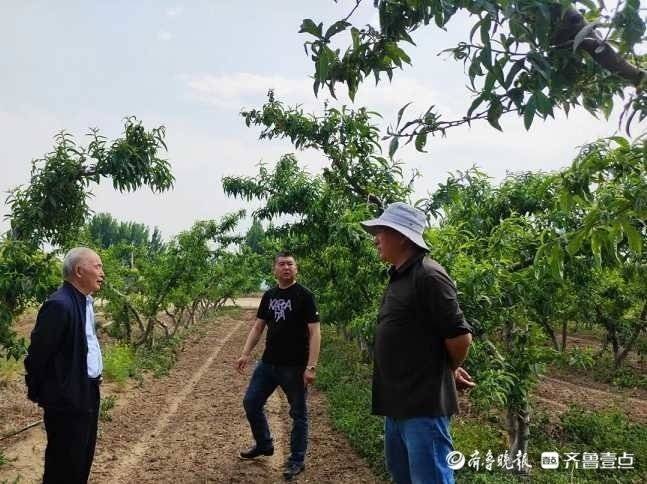 Technology for the cultivation of selenite fruit