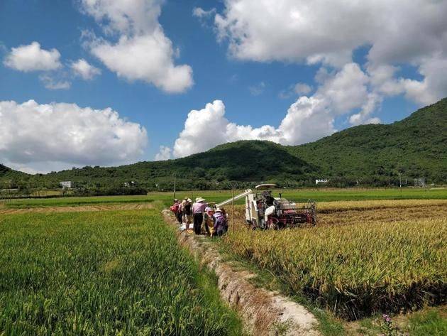 Technology for the cultivation of desert rice