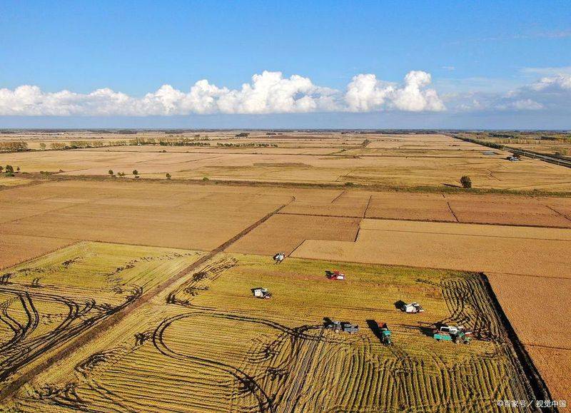 Technology for the cultivation of desert rice