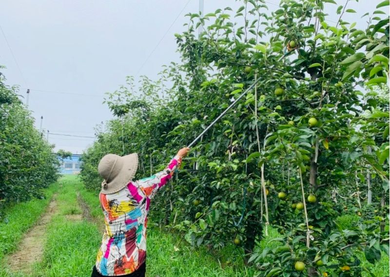 南方圆黄梨种植技术
