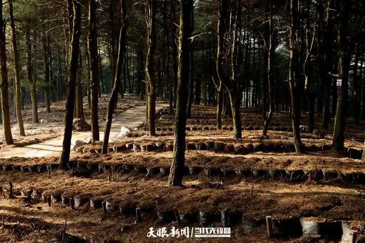 天麻室内种植技术