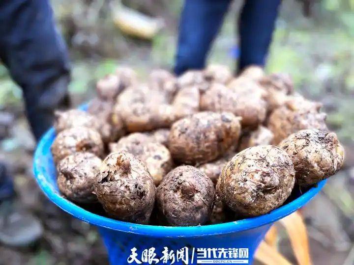天麻室内种植技术