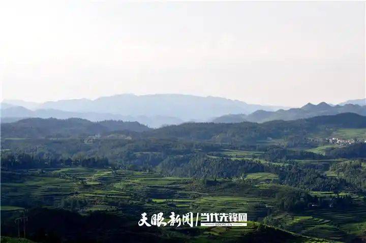 天麻室内种植技术
