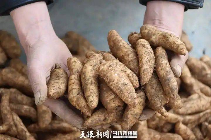天麻室内种植技术