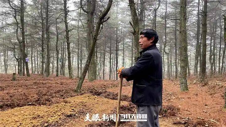 天麻室内种植技术