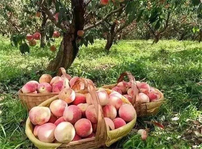 Technology for the cultivation of selenite fruit