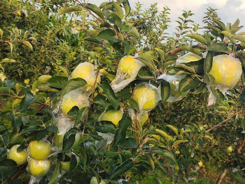 Technology for the cultivation of selenite fruit