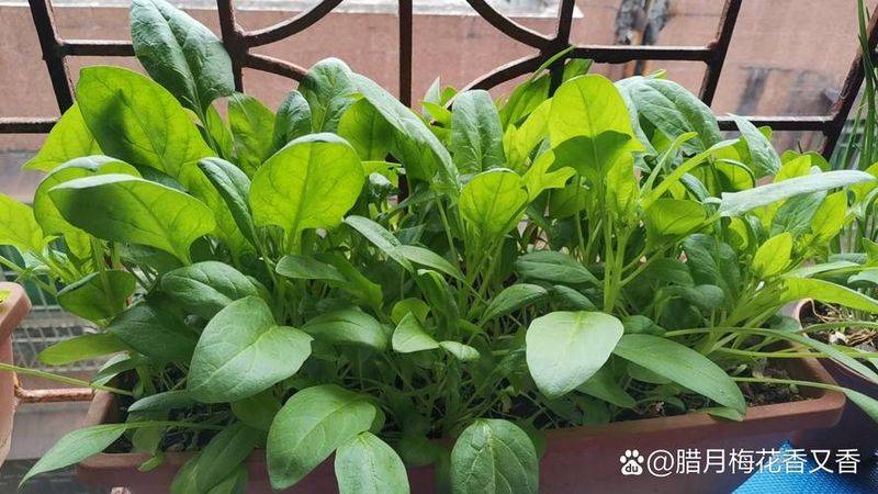Video on spinach growing techniques