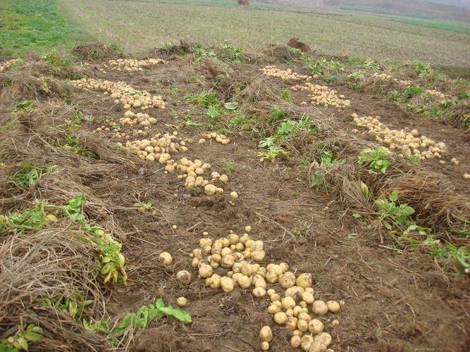 Autumn potato cultivation techniques