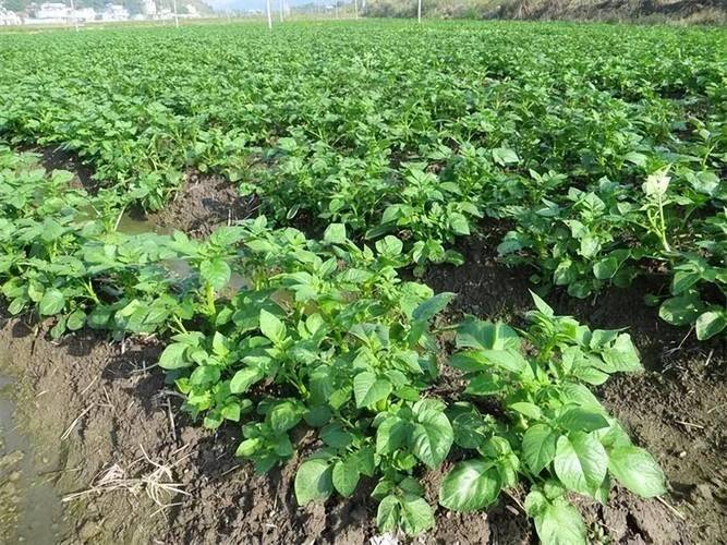 Autumn potato cultivation techniques