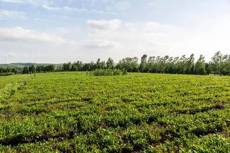 Precious medicine cultivation techniques