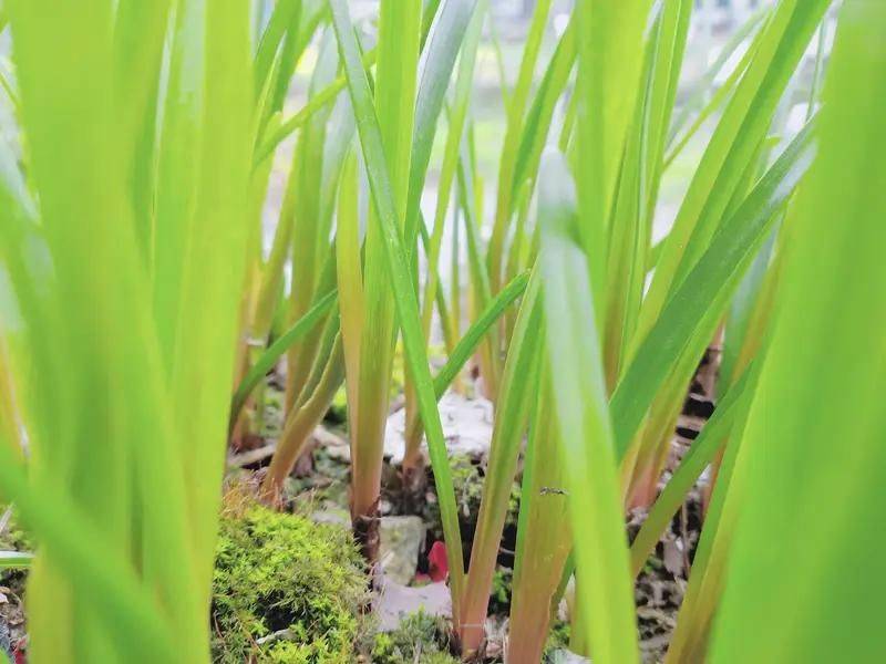 Precious medicine cultivation techniques