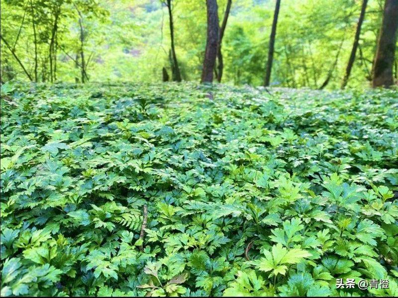 Precious medicine cultivation techniques