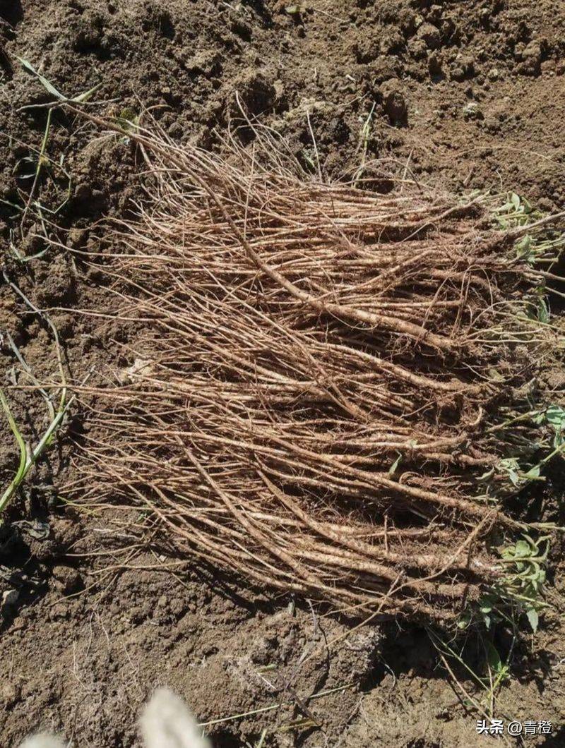 Precious medicine cultivation techniques